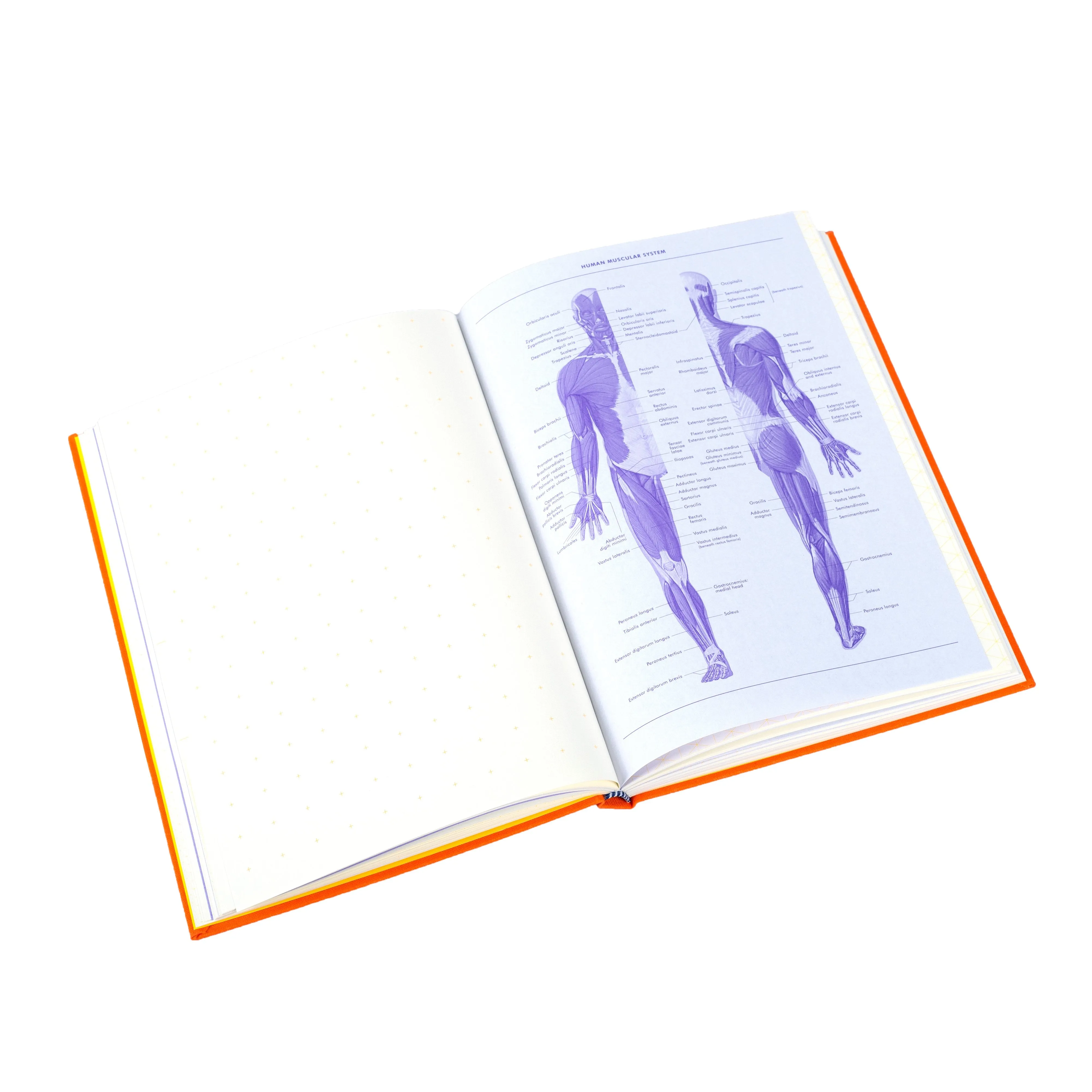 Grids & Guides Orange