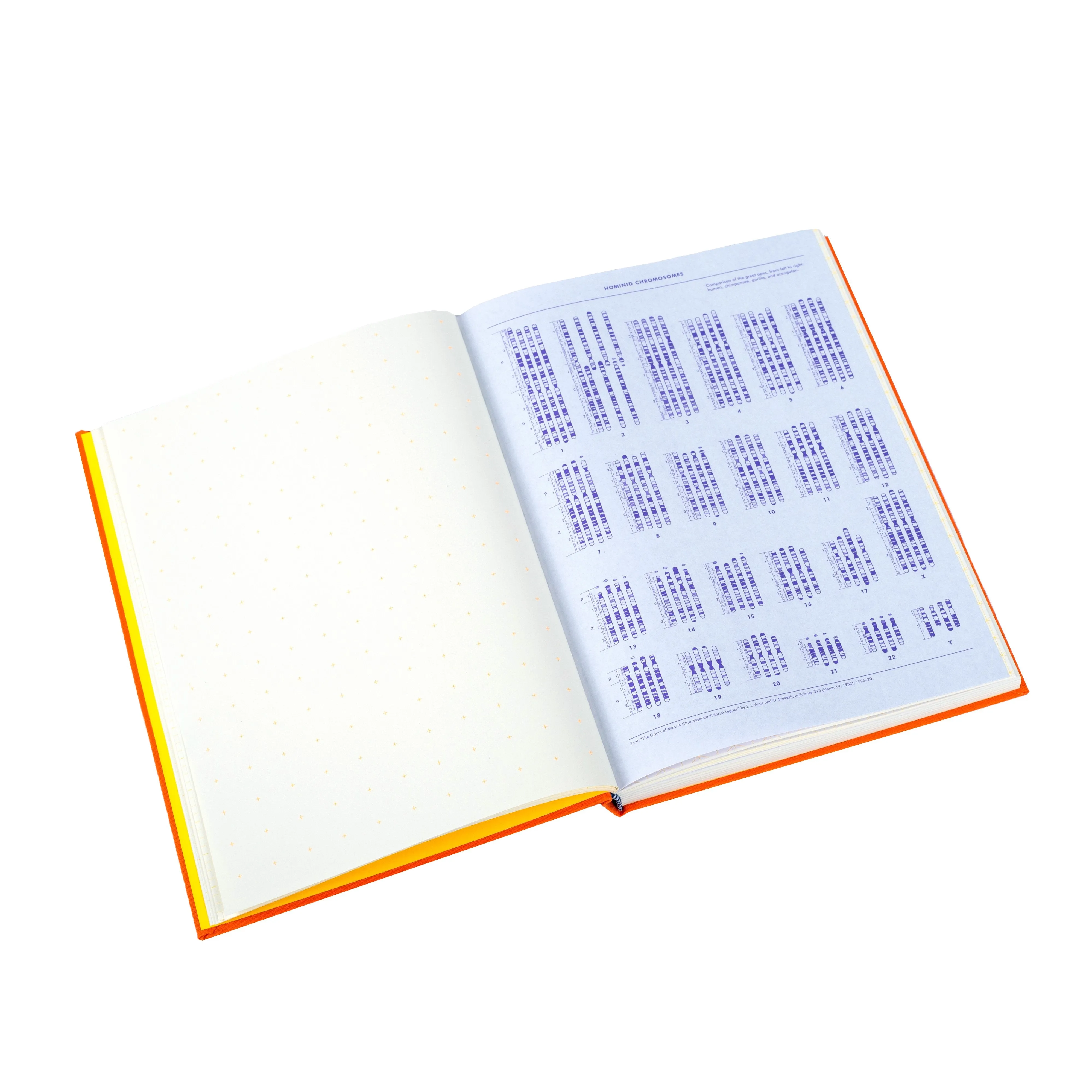 Grids & Guides Orange