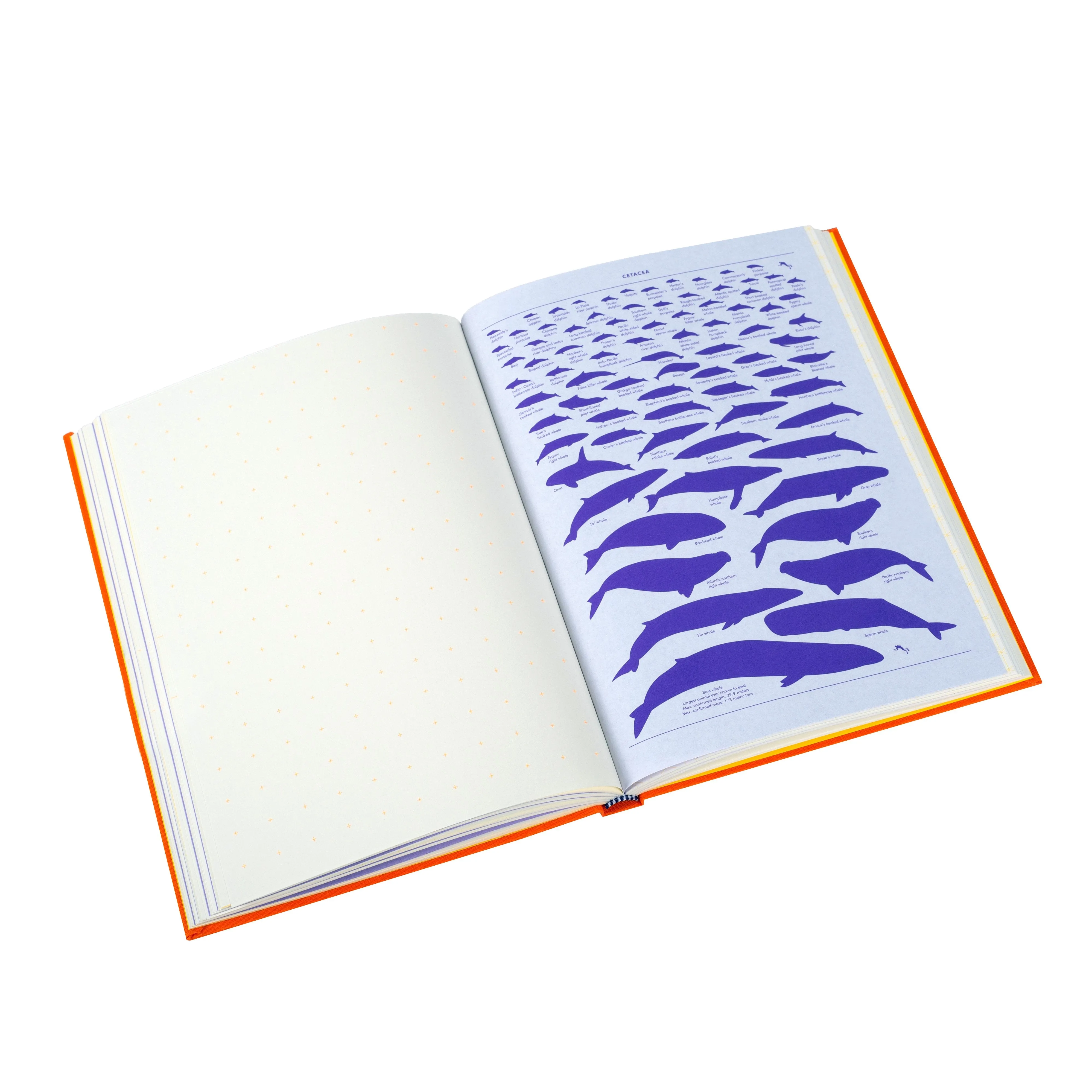 Grids & Guides Orange